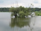 Rybník Dubovec u Častotic